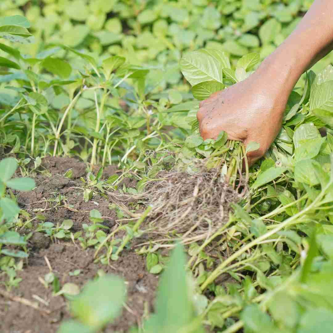 Garden Maintenance Edinburgh